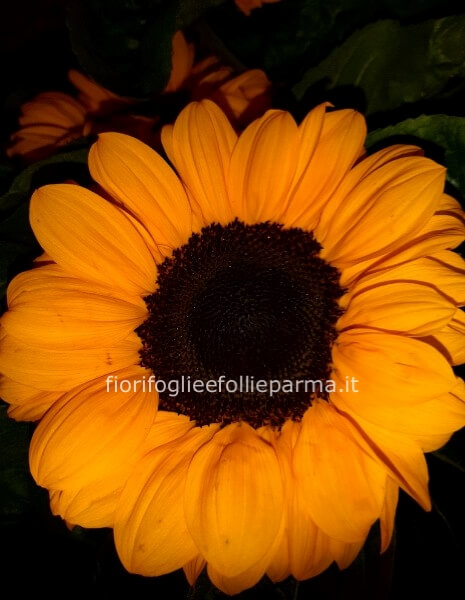 Girasole